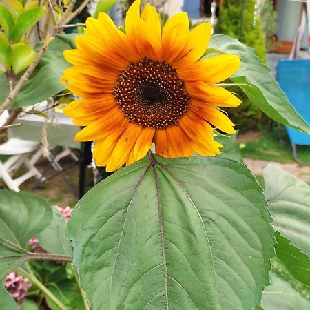 Un Deux Pieces Et Un Jardin A ヴィルジュイフ エクステリア 写真