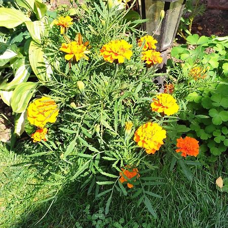 Un Deux Pieces Et Un Jardin A ヴィルジュイフ エクステリア 写真